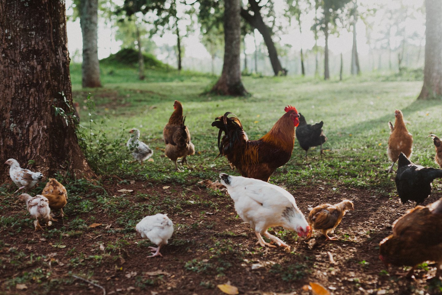 Free-range chickens and a rooster under the trees at New Life Farm