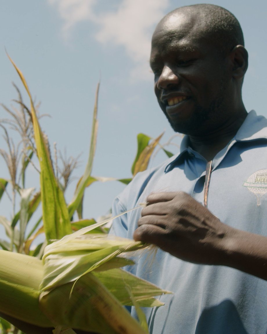 A farmer checks an ear of maize in a field